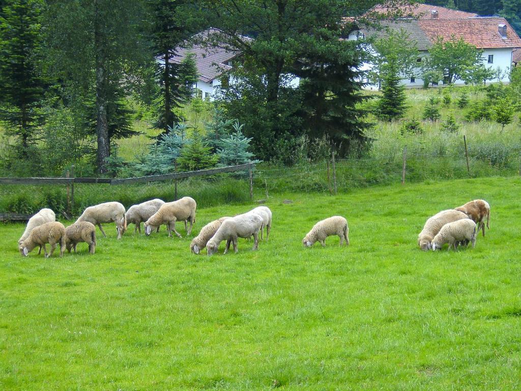 Pension Reindlhoeh Lohberg Dış mekan fotoğraf